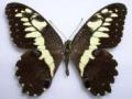 Papilio demodocus aberration2 (Internet Image property of respective owner, non-commercial use only)